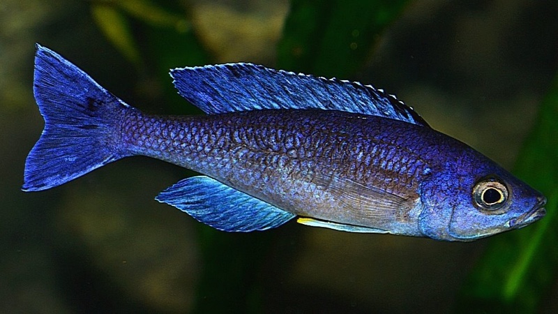 Cyprichromis sp. 'brilliant jumbo' (Speckleback Moba)